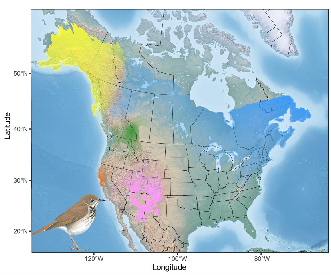 Hermit Thrush