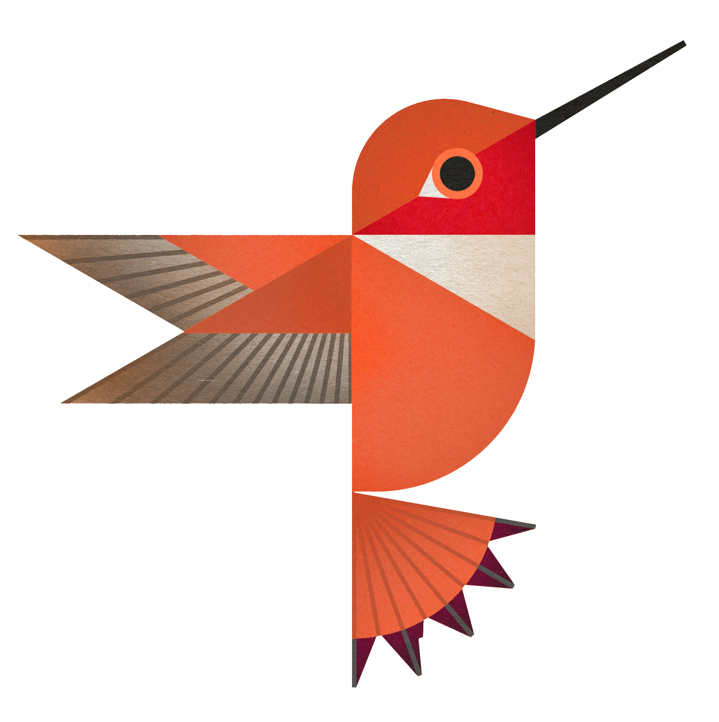 rufoushummingbird_figure